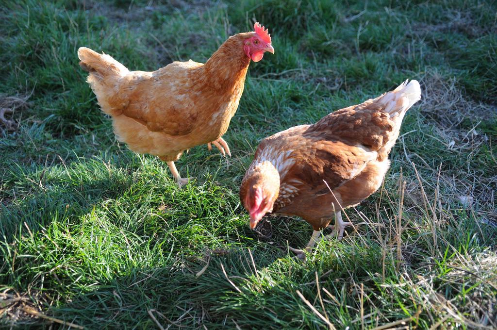 Sutton-on-Sea Manor Farm Stay المظهر الخارجي الصورة